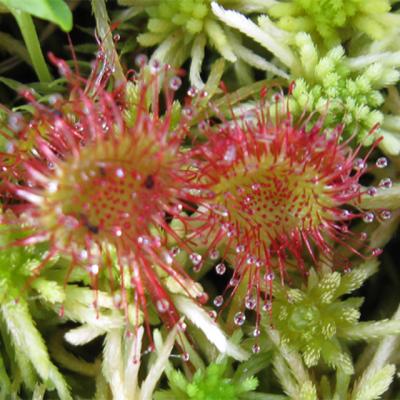 Drosera1 copie 1